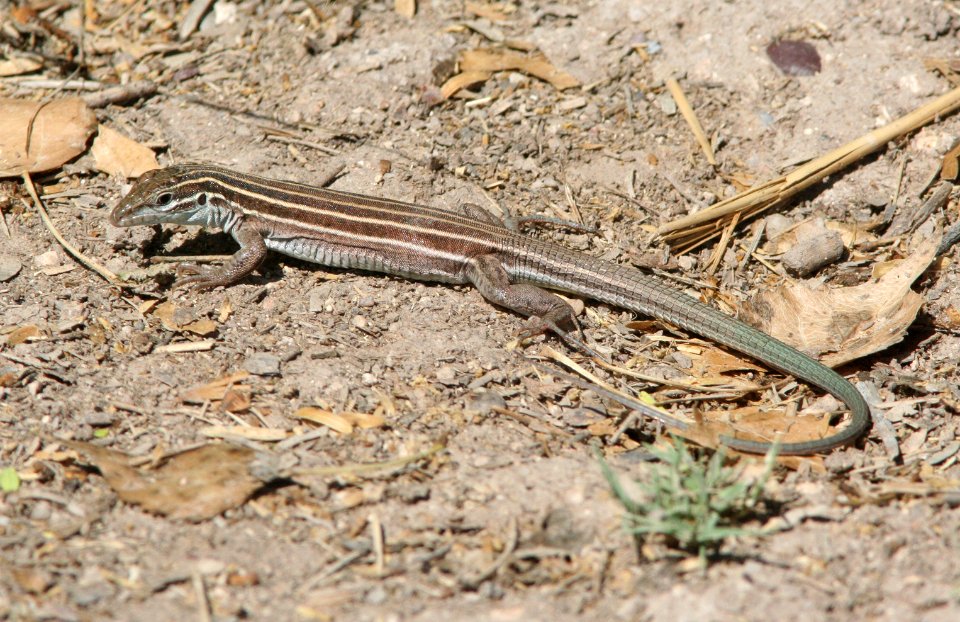 WHIPTAIL, DESERT GRASSLAND (Aspidoscelis uniparens) (6-20-09) cave creek, az -01