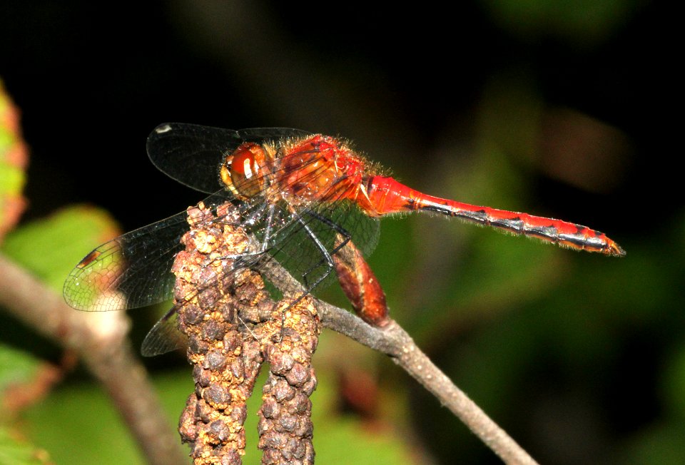 MEADOWHAWK, RUBY or WHITE-FACED or CHERRY-FACED (sympetrum sp) (8-9-09) stonington, me -01