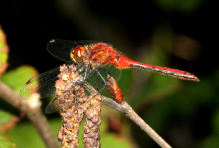 MEADOWHAWK, RUBY or WHITE-FACED or CHERRY-FACED (sympetrum sp) (8-9-09) stonington, me -01