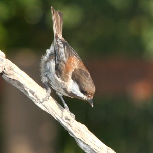 CHICKADEE, CHESTNUT-BACKED (5-6-09) canet rd -1