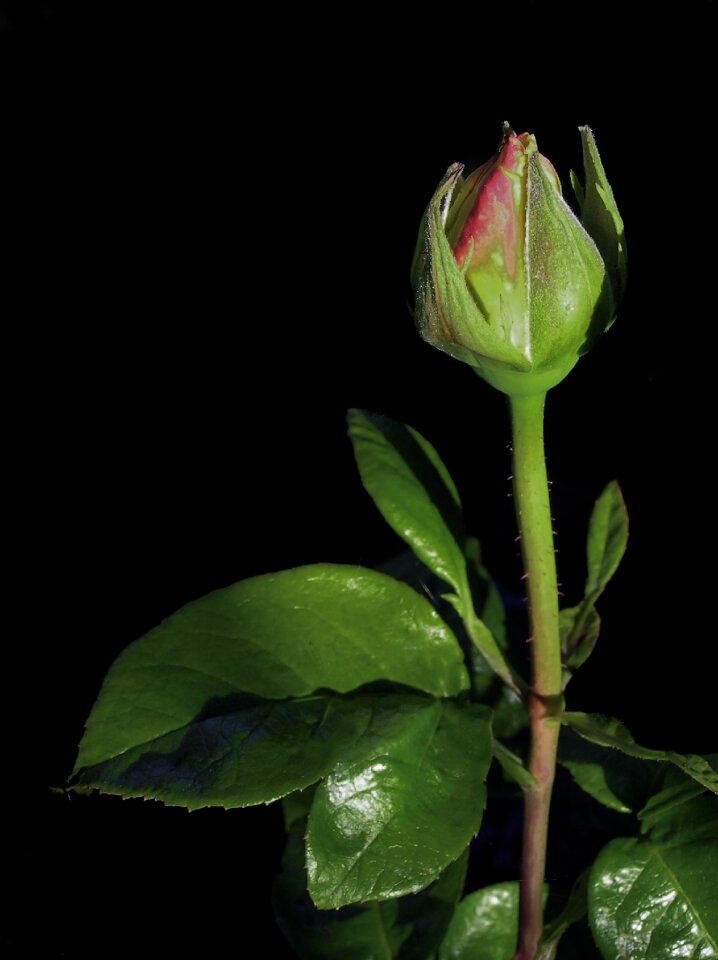 Flower single rose
