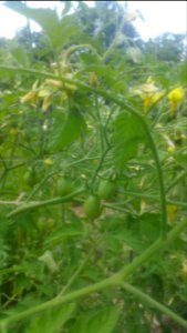 Polen Yellow Pear tomato