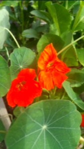 Nasturtium