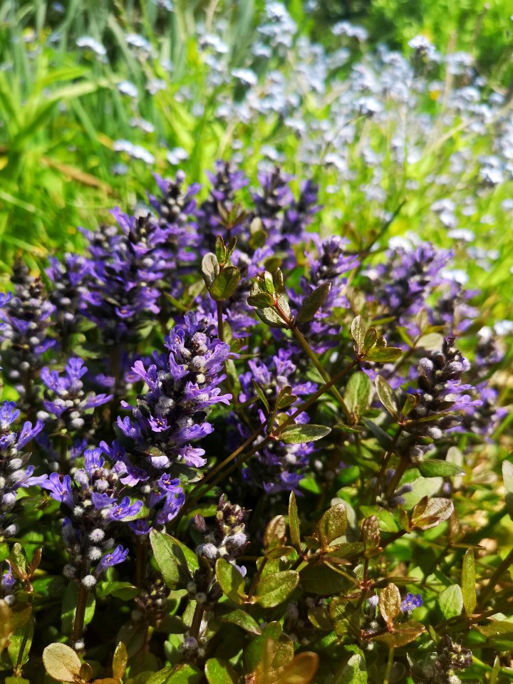 Ajuga reptans Chocolate Chip