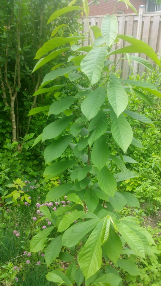 Pawpaw Asimina triloba
