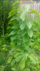 Pawpaw Asimina triloba
