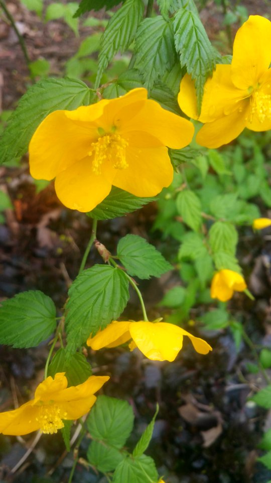 Kerria japonica Honshu