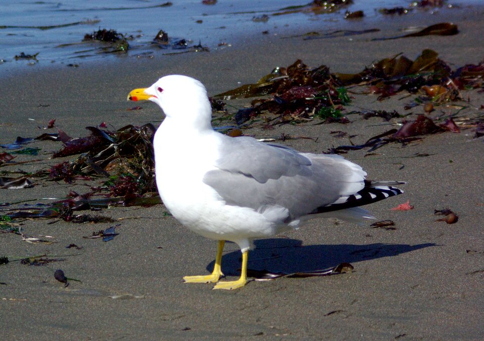 GULL, CALIFORNIA  (3-24-09) adult, elephant seal overlook -01