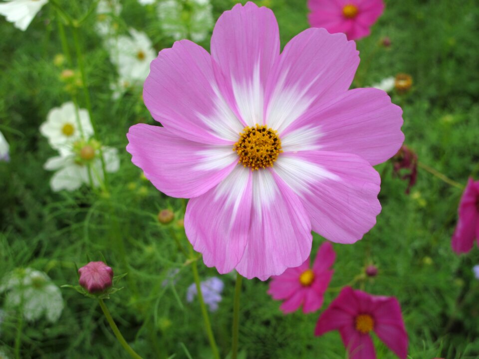 Outdoor spring daisy