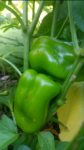 King Crimson peppers. Have had lots of sunscald on these but not the Lipstick or Shishito peppers photo