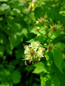 Bee with black raspberry flowers (Rubus occidentalis). The flowers attract many species of native bee, but many were too small and fast for me to photograph