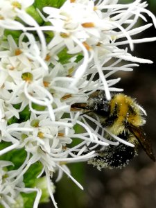 Bumblebee with pollen visiting gayfeather (Liatris spicata 'Floristan White')