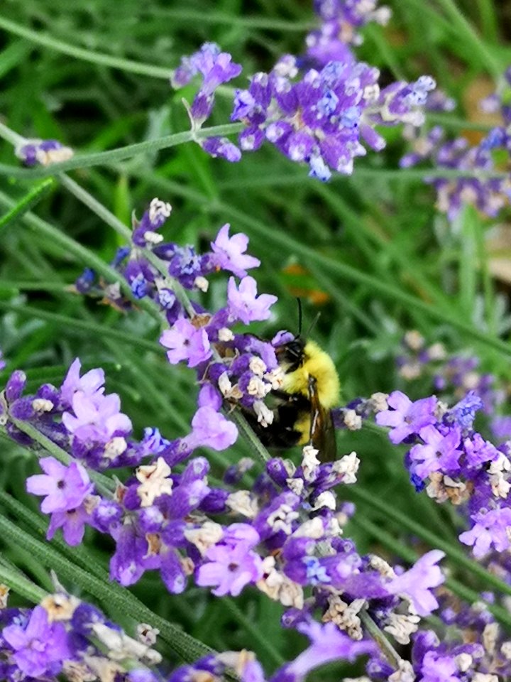 Bumblebee visiting lavender Lavandula