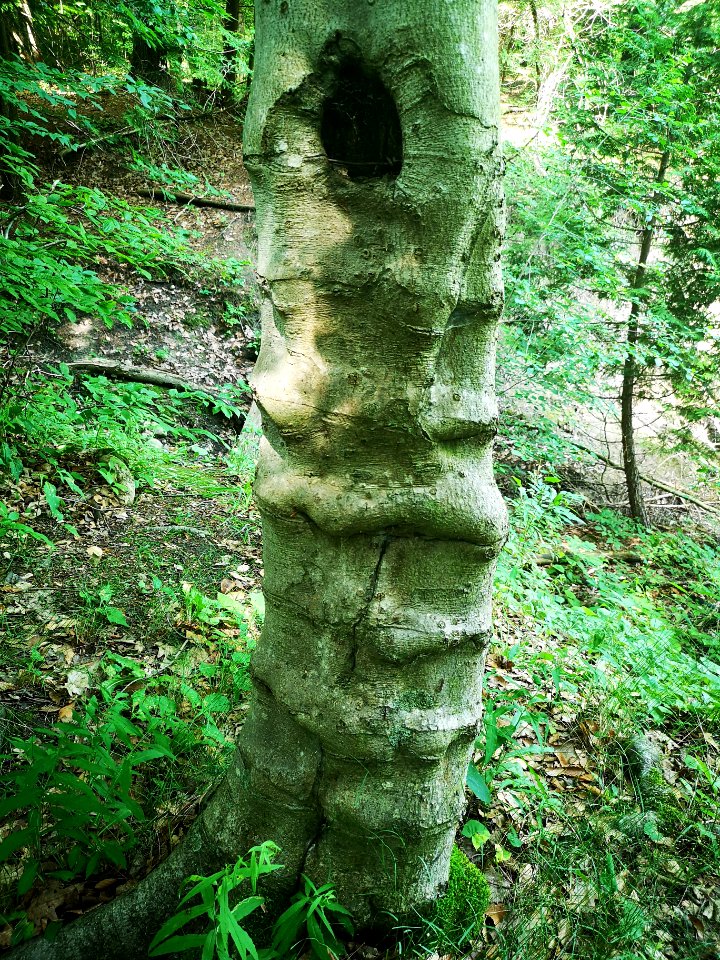 Lumpy tree