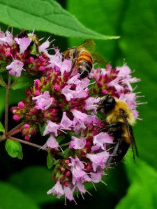 Bees on oregano Origanum vulgare