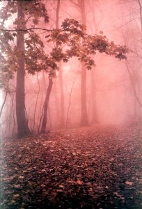 foggy forest photo