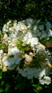 Phlox nectar robbing