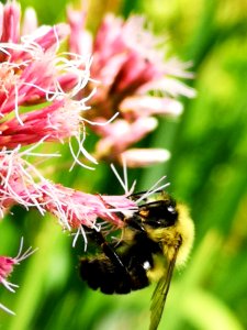 Bumblebee visiting Joe Pye weed Eupatorium