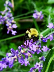 Bumblebee visiting lavender Lavandula