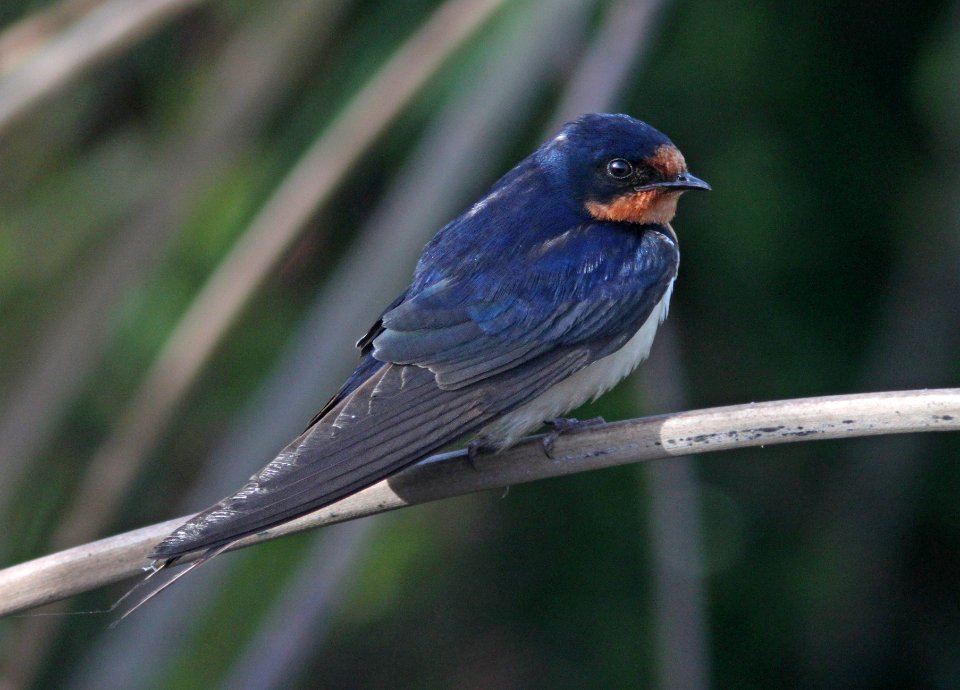 SWALLOW, BARN (7-13-09) adult, oso flaco lake, slo co, ca -01