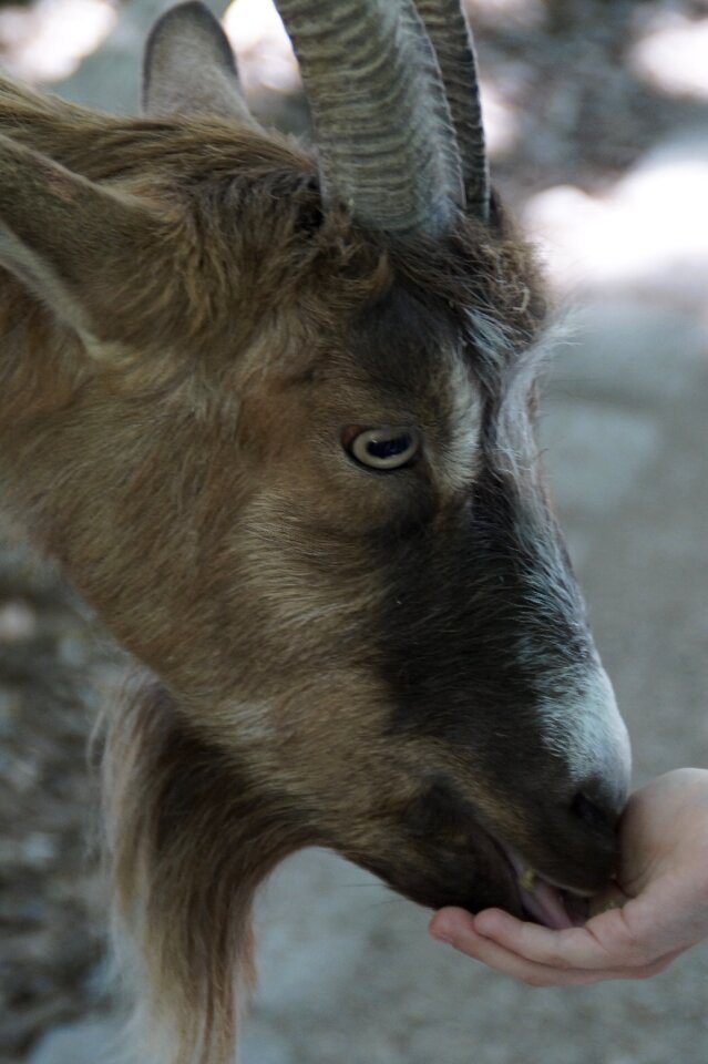Domestic goat farm zoo