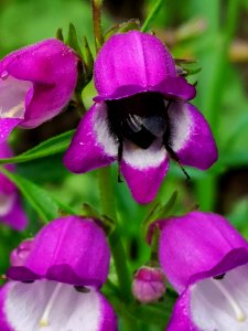 Bumblebee visiting hybrid beardtongue (Penstemon x mexicali 'Carillo Purple)