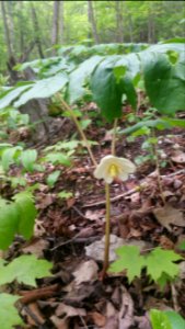 Mayapple Kains Woods Ontario