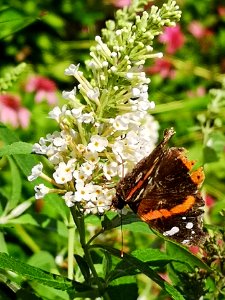Red admiral butterfly Vanessa atalanta visiting butterfly bush Buddleja