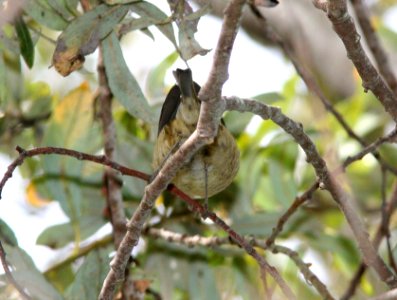 WARBLER, BLACKPOLE (10-27-08) oceano, slo co, ca -3