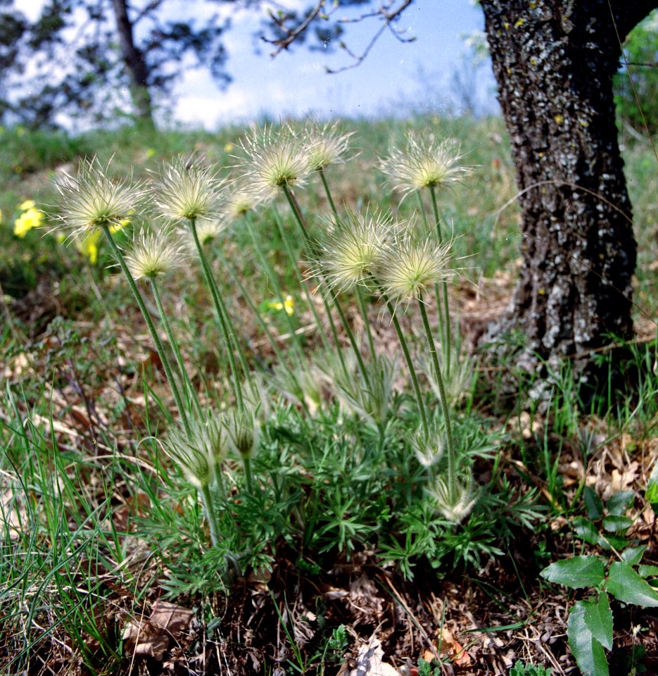 Pasqueflower /  Pulsatilla / Kökörcsin