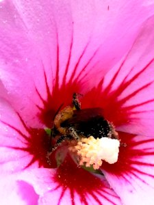 Carpenter bee Xylocopa virginica with pollen visiting rose of Sharon Hibiscus syriacus
