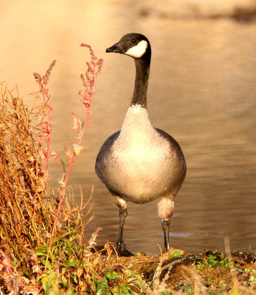 GOOSE, CANADA? (11-12-08) islay creek mouth, slo co, ca -2
