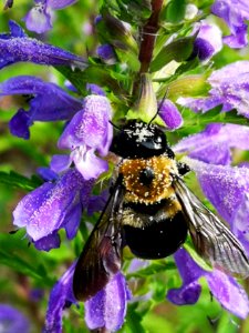 Carpenter bee (Xylocopa virginica) nectar robbing dragonhead (Dracocephalum moldavica)