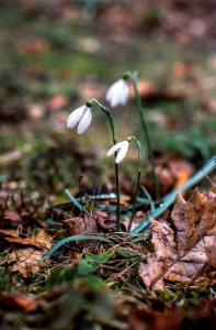 Hóvirág / Galanthus / Snowdrop