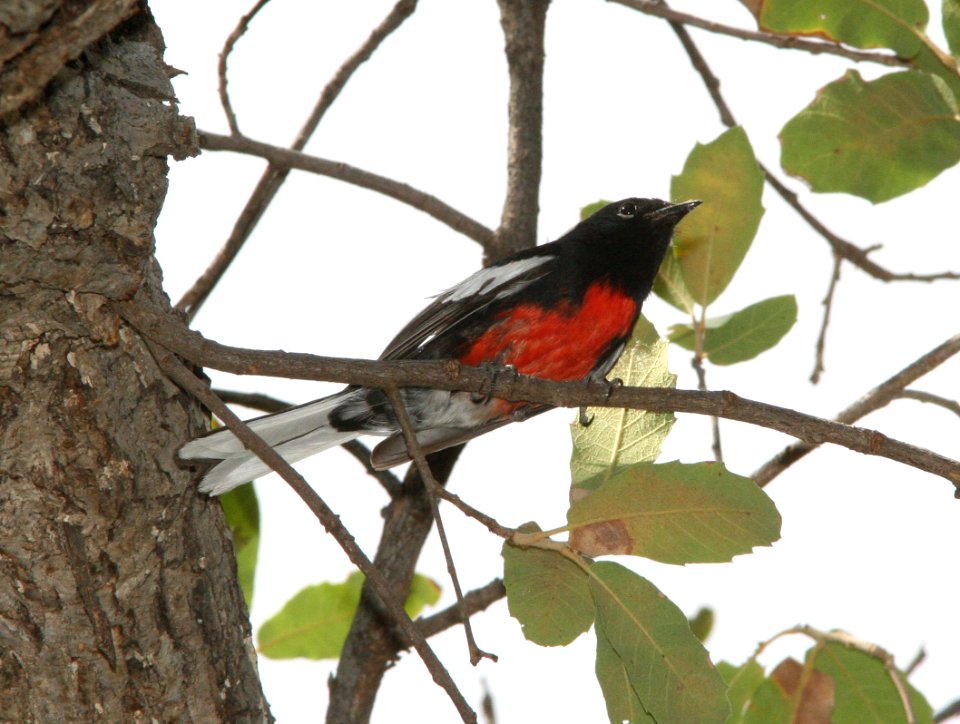 REDSTART, PAINTED (6-20-09) cave creek -02
