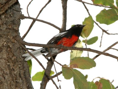 REDSTART, PAINTED (6-20-09) cave creek -02