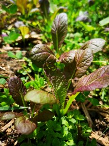 Mustard (Brassica juncea) reseeded