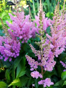 Astilbe