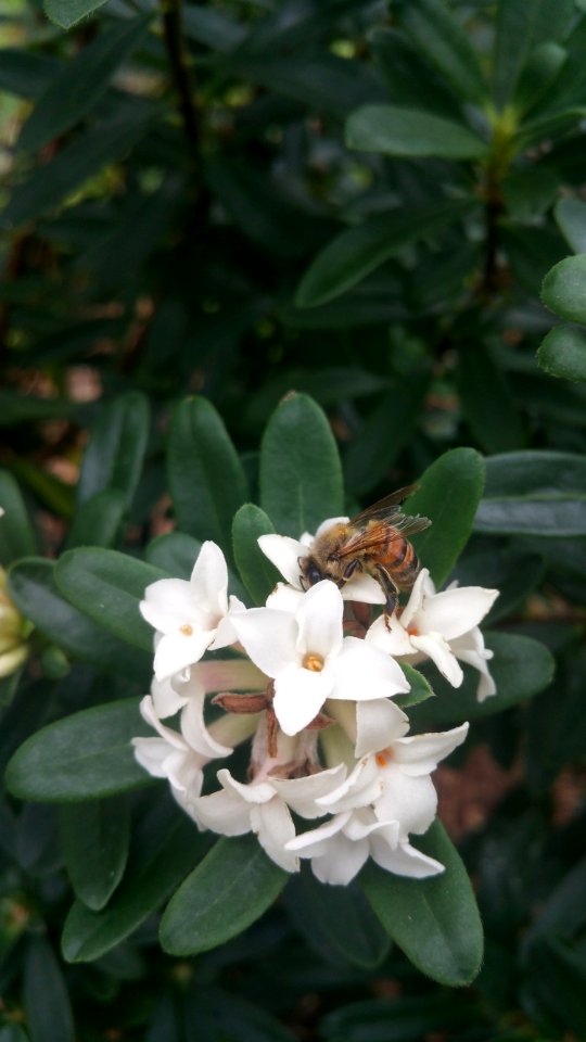 Daphne x transatlantica Eternal Fragrance has bloomed all summer long