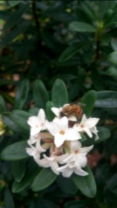 Daphne x transatlantica Eternal Fragrance has bloomed all summer long