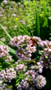 Great Gold Digger wasp on the Greek oregano