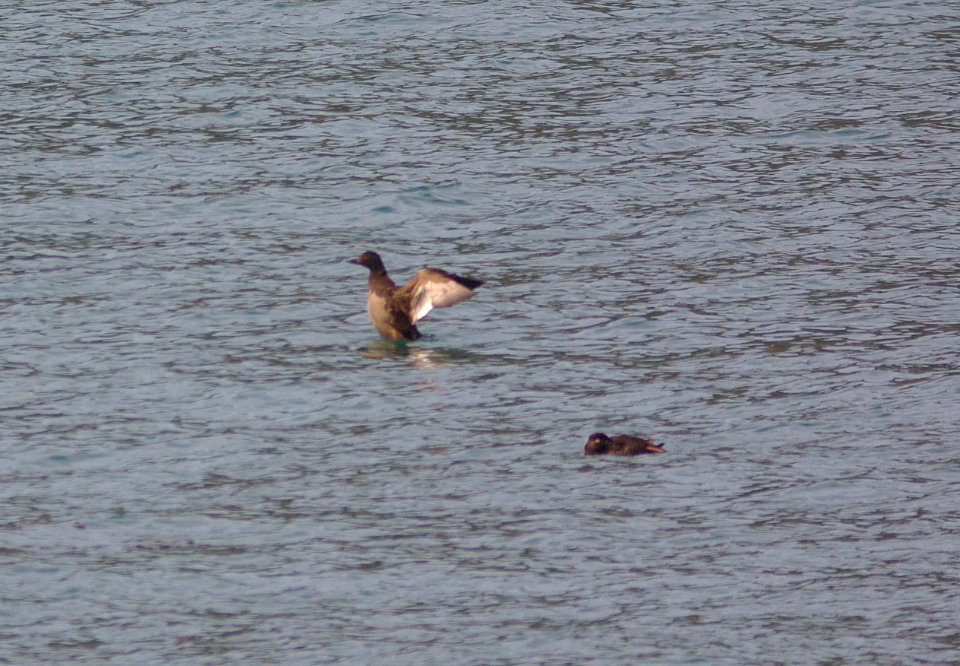 SCOTER, WHITE-WINGED (3-11-09) fem, san simeon -03