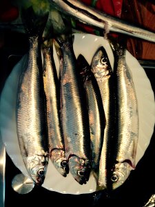 Baltic sea herring fish photo
