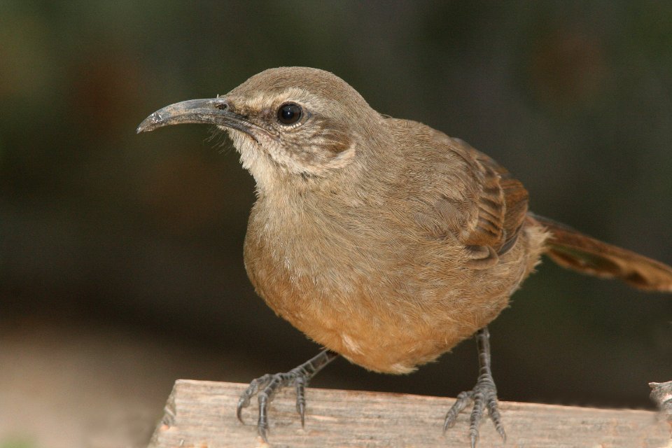 THRASHER, CALIFORNIA (5-22-09) canet rd -01