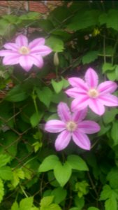 Clematis flower petal variation: 8,7,6