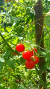 matt's wild cherry tomatoes