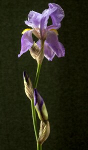 Bloom iridaceae ornamental plant