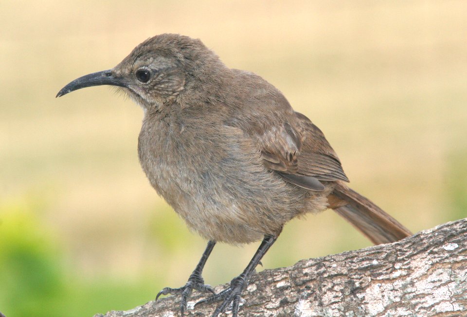 THRASHER, CALIFORNIA (5-27-09) canet rd -01