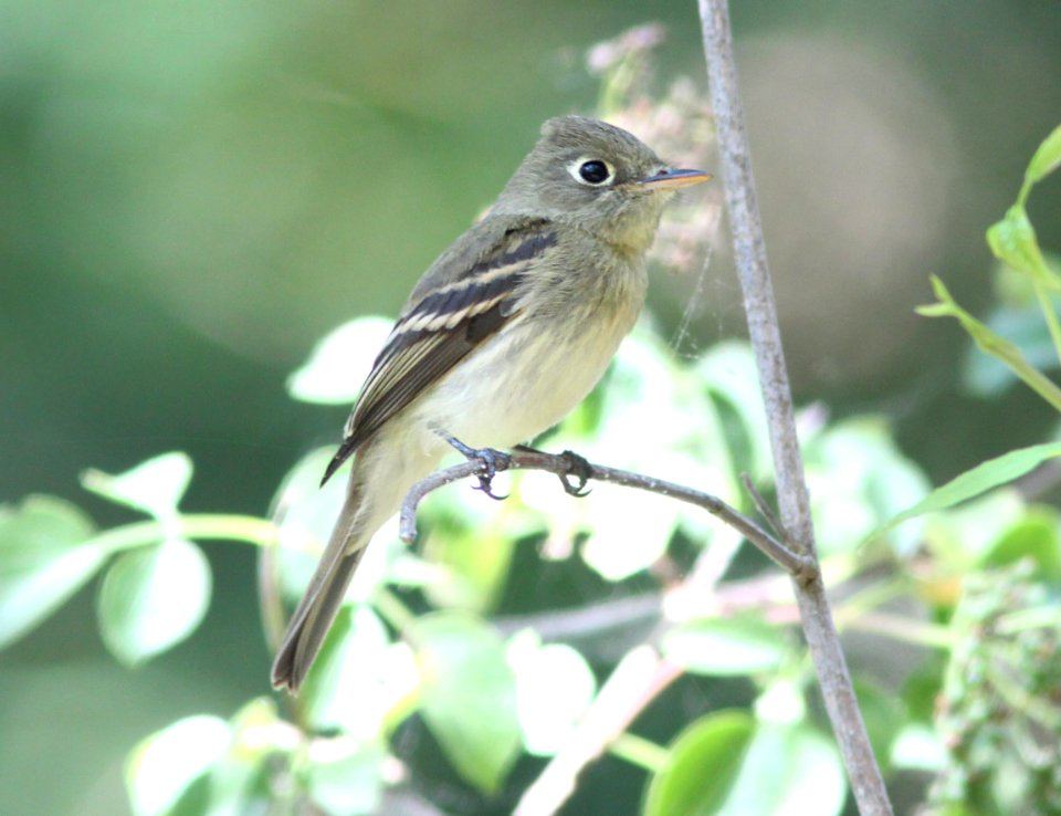 FLYCATCHER, PACIFIC-SLOPE (7-15-09) cerro alto cg road, slo co, ca -01