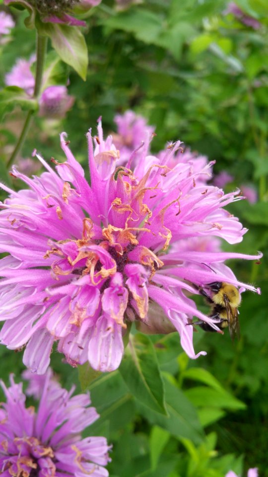 Bumblebee, Monarda Rose Scented